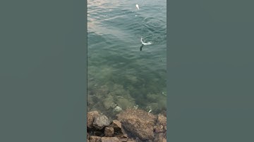 Cá mương sông đà đã ăn mồi cám trở lại rồi các bác ơi.#shorts