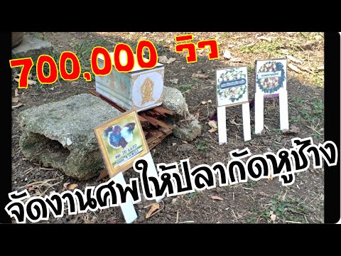 ครูกุ๊กพาจัดงานศพและการประชุมเพลิงปลากัดหูช้าง EP 1