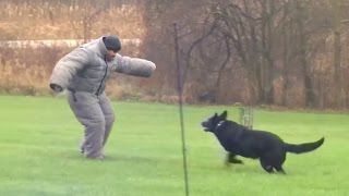 Doggie Decoy Training - Jacob Kittilstad (12/2/16, CBS 58)
