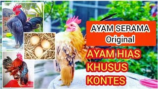 AYAM SERAMA ASLI DAN CIRI KHAS UNIK AYAM HIAS KONTES
