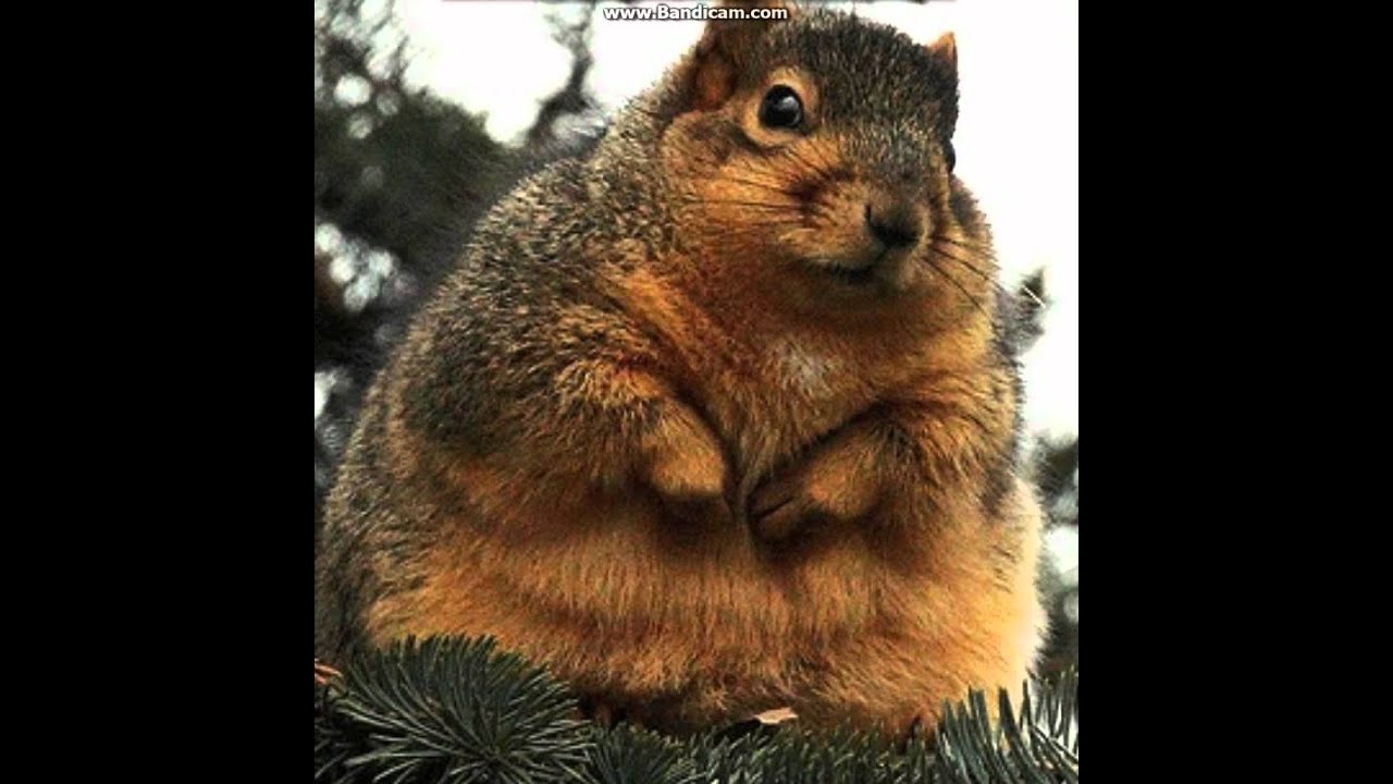 A Fat Squirrel 3