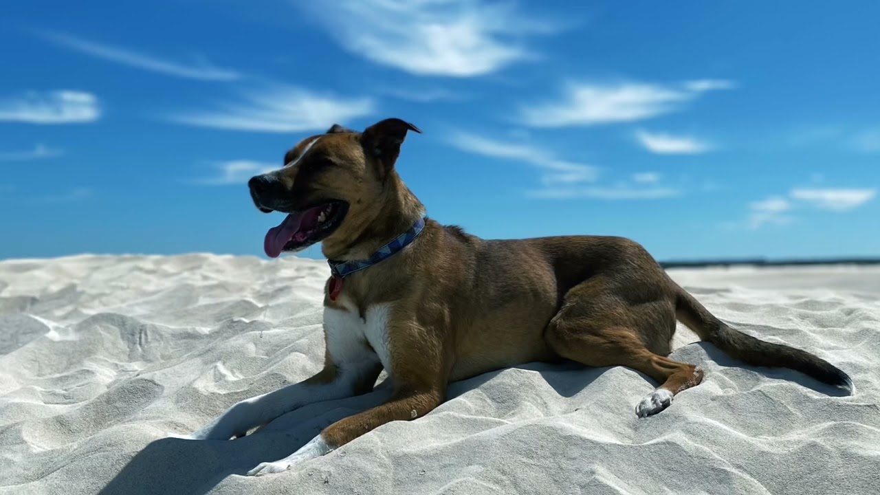 Lancelin Dunes — fun for the entire family