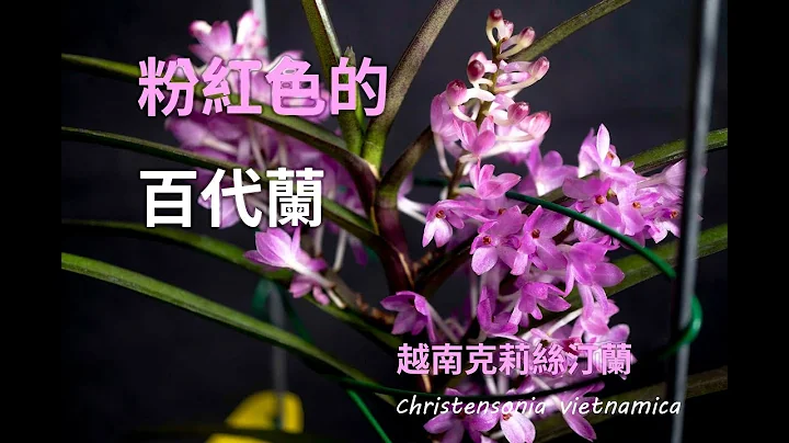 粉红色花的百代兰 ｜ 1993年才发现的 越南百代Ascocentrum  christensonianum ｜克里斯丁百代兰 ｜orchid care | plant care - 天天要闻
