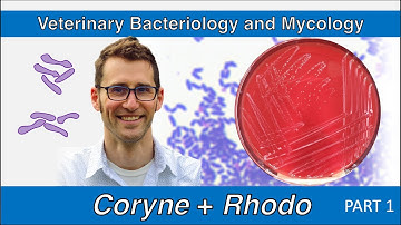Corynebacterium and Rhodococcus (Part 1) - Veterinary Bacteriology and Mycology