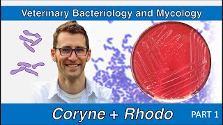 Corynebacterium and Rhodococcus (Part 1)  Veterinary Bacteriology and Mycology