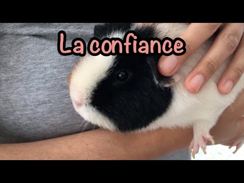 Vidéo: Comment Se Faire Des Amis Cochons D'Inde