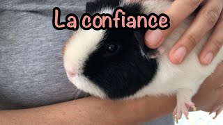 6 astuces pour avoir la confiance de son cochon d'inde