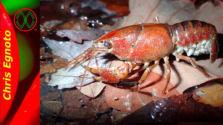Burrowing Crayfish Surprise!