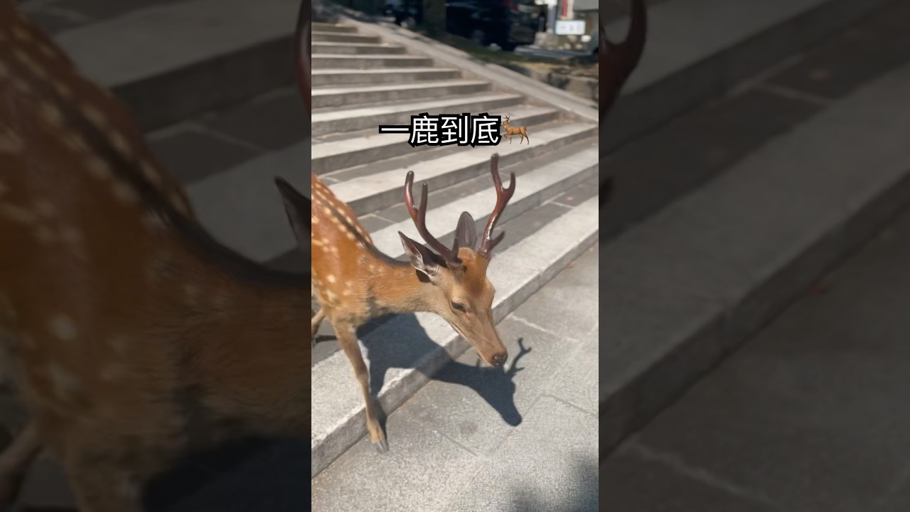 一鹿到底　#shorts #奈良 #可愛 #日本 #動物 #短片