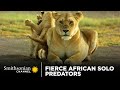 Fierce African Solo Predators 🐊 Smithsonian Channel