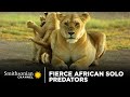 Hunting Strategies of Predators