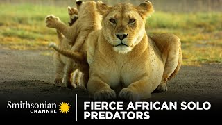 Fierce African Solo Predators 🐊 Smithsonian Channel