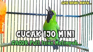 Cucak Ijo Mini 💯 Tembakan Ijo Mini Gacor Full Isian Melimpah