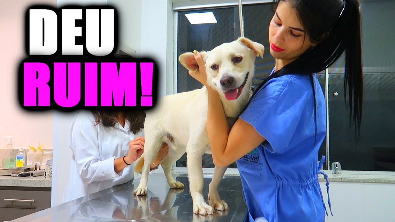 MEU CACHORRO TA DOENTE (GRAVE) & VAMOS PARA DUBAI! - YouTube