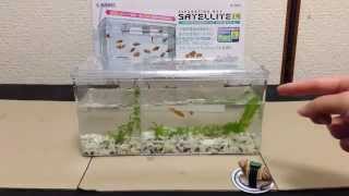 Sudo Starpet Satellite L (side fish tank) スドサテライト　L