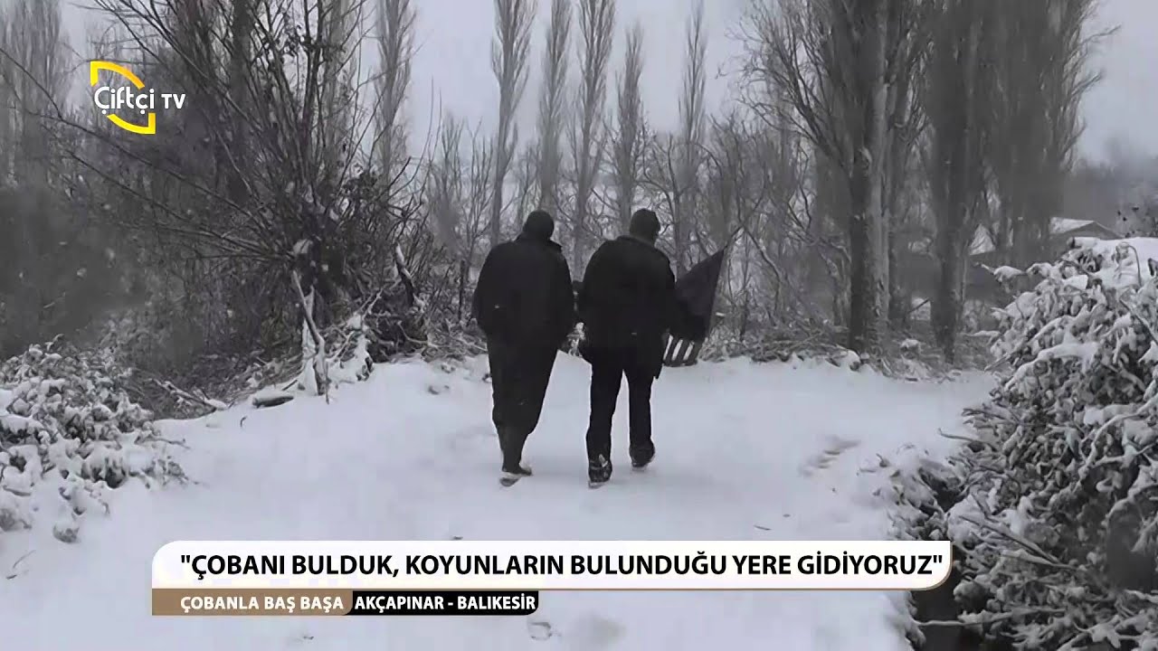 ÇOBANLA BAŞ BAŞA/KOYUN ÇOBANI-AKÇAPINAR/BALIKESİR