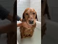 this pet is so privileged #petvlog #voiceover #petlife #foryou #fyp