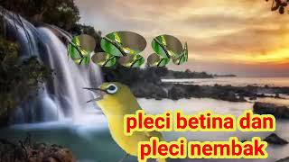 suara pleci betina memanggil jantan dan pleci nembak  agar pleci bisa nembak ngotot Geter geter