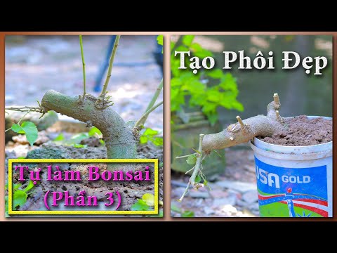 Video Tự Làm Bonsai (phần 3) - Tạo Phôi Đẹp rất đơn Giản... - youtube