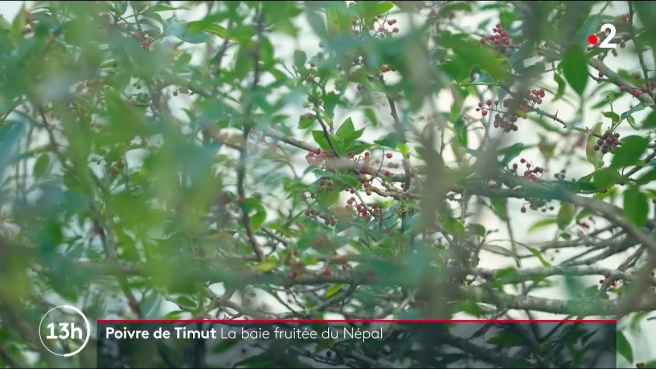 Poivre de Timut : La baie fruitée du Népal