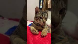 Are you sad #shorts #short #musicbelongstotherightfulowner #cute #cat #funny #cats #cutecat