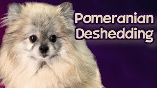 Pomeranian Deshedding! Compromised skin!