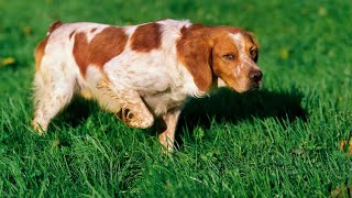 Rally Obedience Navigating the Course with a Brittany Dog