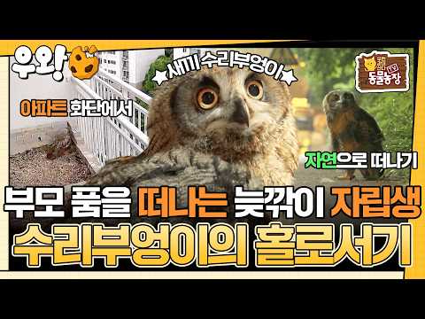 [🥐‍️#우왕] 새끼 수리부엉이 홀로서기 대작전! 아늑한 부모 품에 남아있고자 하는 새끼 수리부엉이는 과연 홀로서기에 성공할 수 있을까? #TV동물농장 #우와한비디오 #우와비