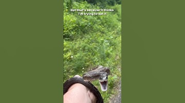 catching snakes until I get BIT 🐍