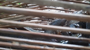 Đặt lợp, lờ chỗ cá đi | Bông lúa Miền Tây