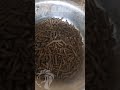 Transforming Coffee Husks into Valuable Biomass Pellets with a Flat Die Pellet Mill!  #farming