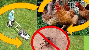 Tick control with chickens and mower.