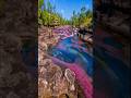 cano cristales, the liquid rainbow #youtubeshorts #shorts #cañocristales #river #geography #nature