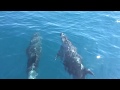 Bateau Saint cyprien, une balade en bateau, une sortie en mer autrement