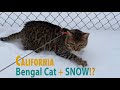 Bengal cat sees snow for the first time ever