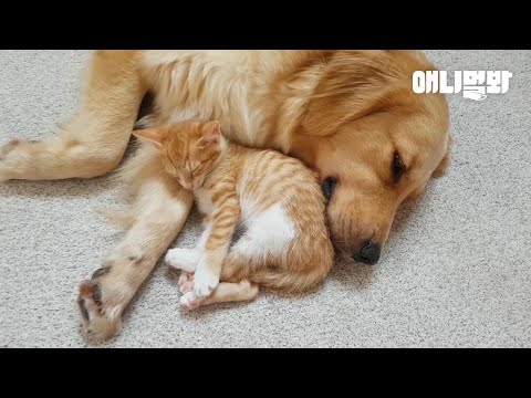 날씨가 추워져서 커플 털 맞춰입은 리트리버와 고양이 ㅣCat&amp;#39;s <strong>Bestie</strong> Is A Retriever Dog