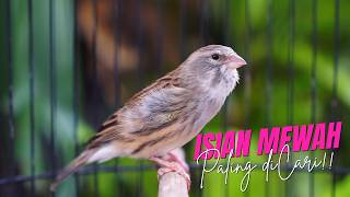 CENGKOK MEWAH DIPANTAU JURI JURI!! MASTERAN KENARI ISIAN BLACKTHROAT GACOR BIKIN JUARA KENARI BAHAN