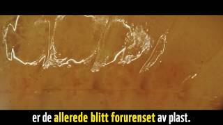 Ny art funnet - med plast i seg
