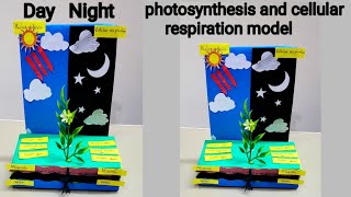 photosynthesis and cellular respiration model - photosynthesis project model