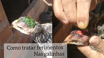 O que passar em ferida de galinha?