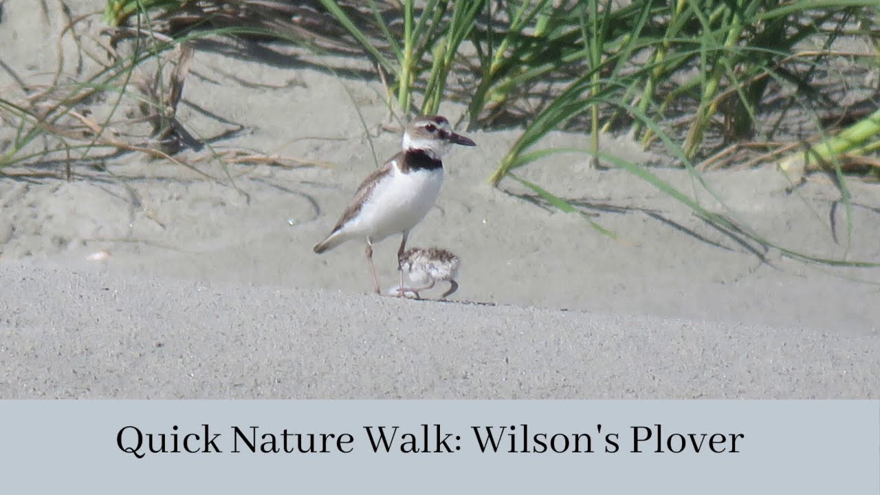 Wilsons Plovers 