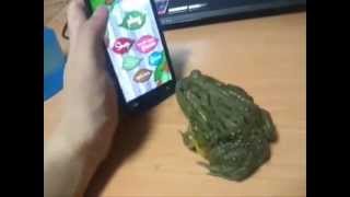 Pissing off a frog...