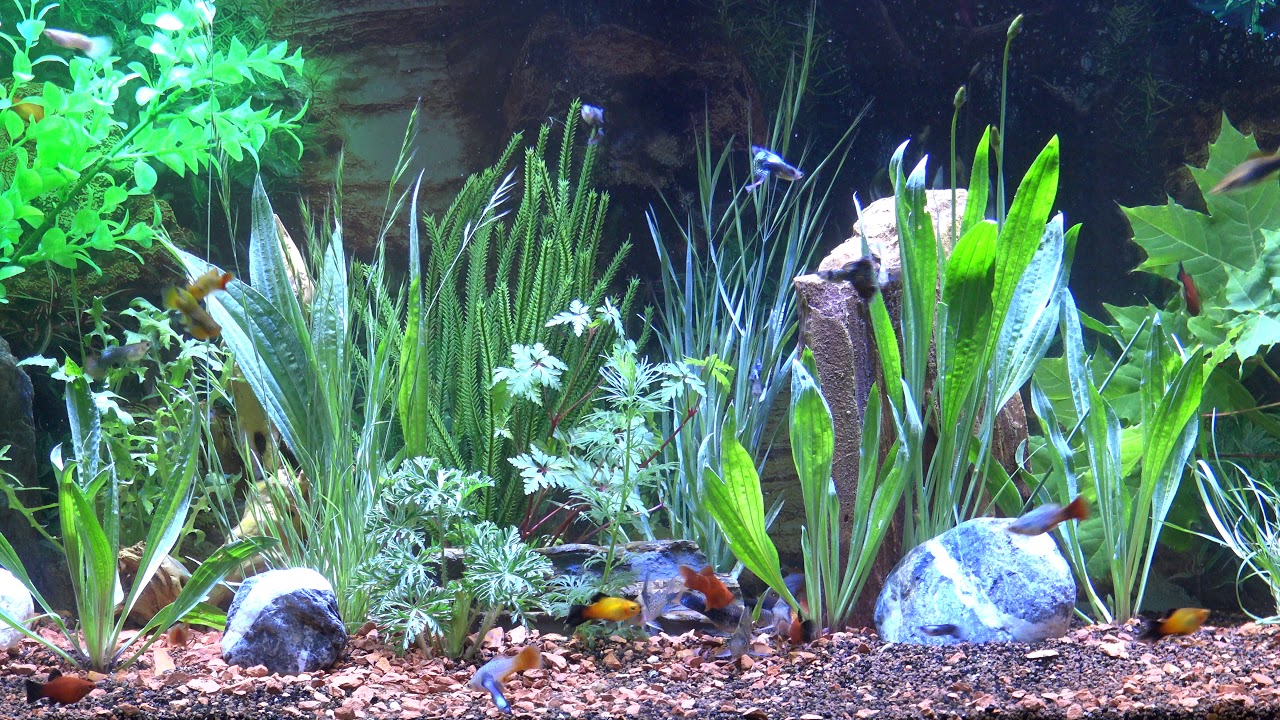 aquarium 4k youtube aquarium 4k youtube