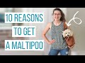 10 REASONS TO GET A MALTIPOO | Why the Maltipoo is the Perfect Dog