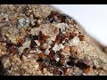 Гранаты Шиловского  золотоносного месторождения. Garnet