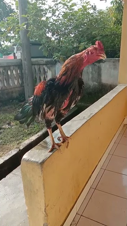Kokok ayam BK x PAKHOY
