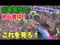 山菜ロード！ただ林道を歩いただけで爆採りできる激うま山菜たち