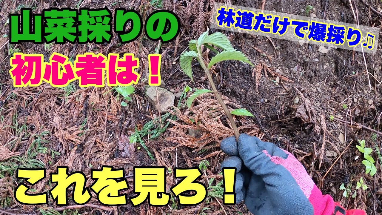 山菜ロード！ただ林道を歩いただけで爆採りできる激うま山菜たち