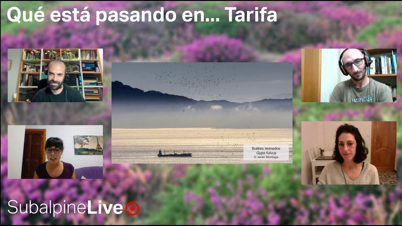 SubalpineLive P6T2 (06/11/22) 2cy Larus argentatus vs michahellis + Laura Rollán