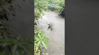 Sungai Aneh !! Fenomena Alam, Berburu saat hujan bertemu Sungai Lumpur #shorts